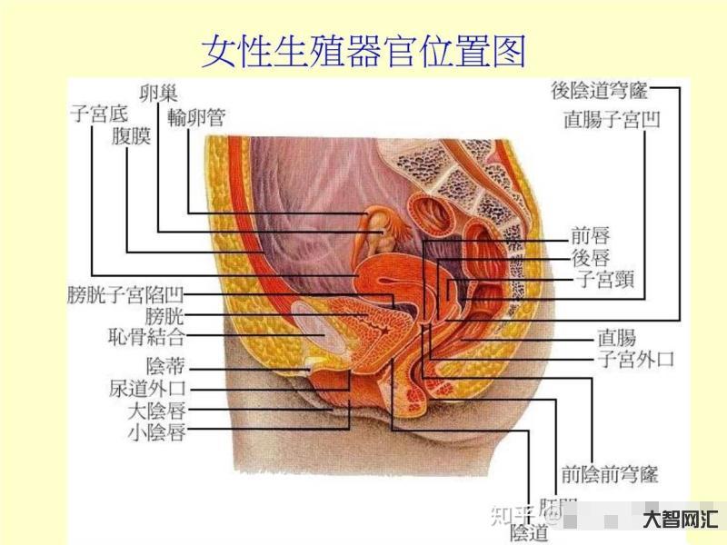 男生插到子宮什么感覺