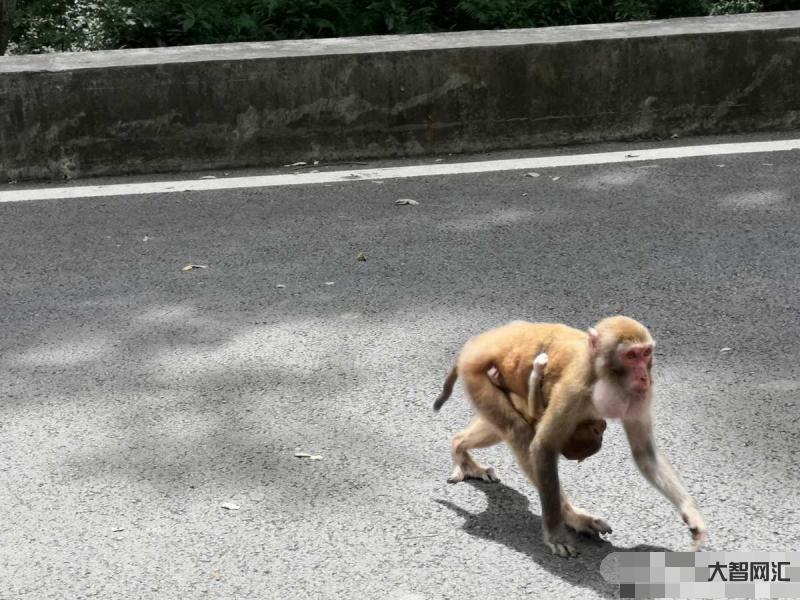 猴子搶走女子手機-泰國國家公園的猴子攻擊游客，還偷走蘋果手機