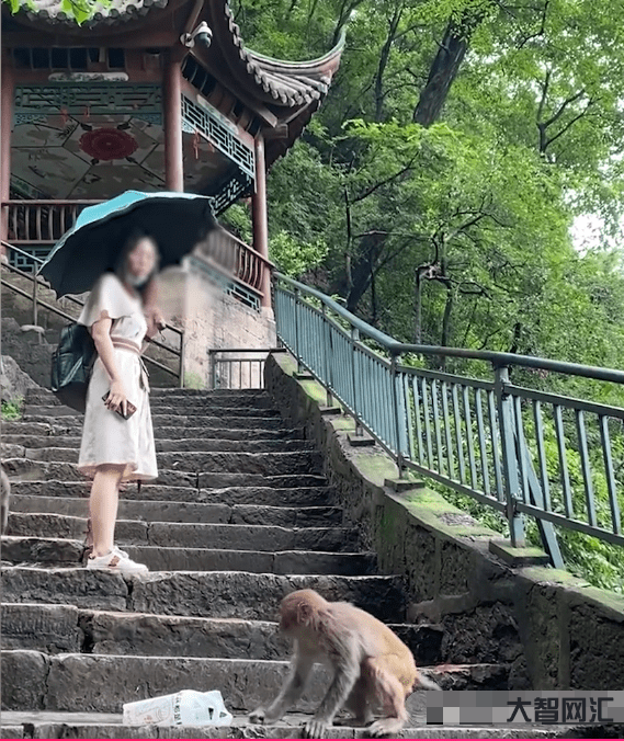 猴子搶走女子手機-泰國國家公園的猴子攻擊游客，還偷走蘋果手機