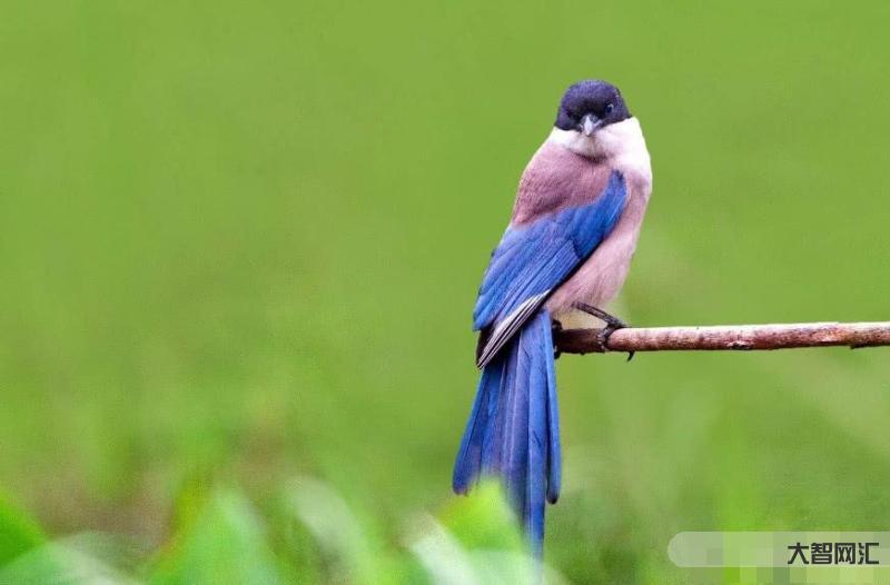 比翼鳥指什么生肖-山海經(jīng):在天愿作比翼鳥，在地愿為連理枝，比翼鳥的來歷