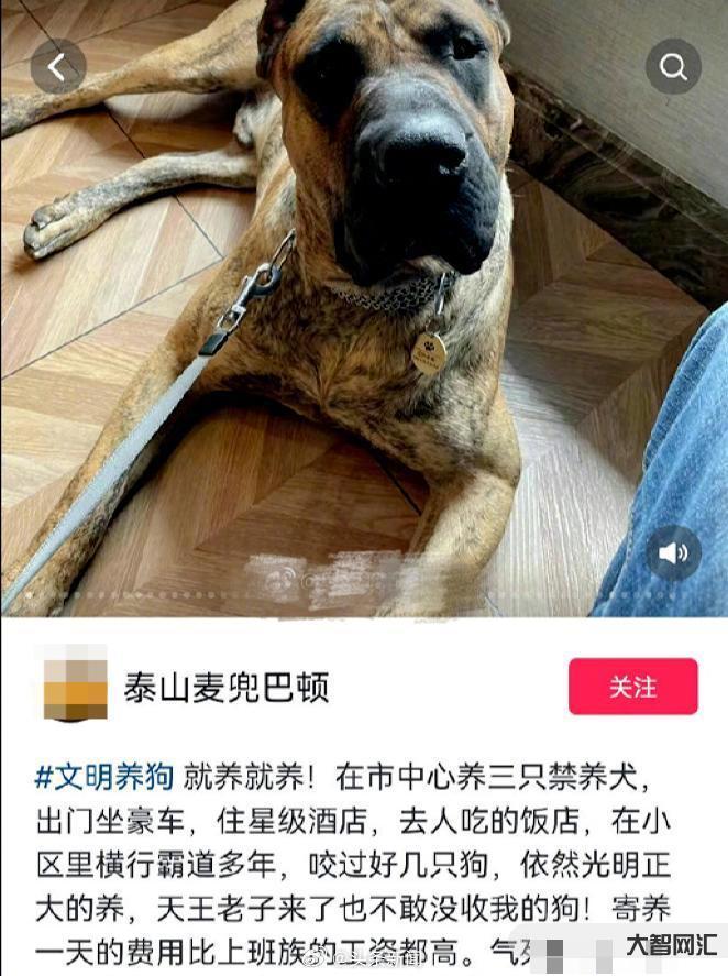 養多只狗拒整改被罰-石家莊整治不文明養犬行為:遛狗不拴繩不改正的將罰50元