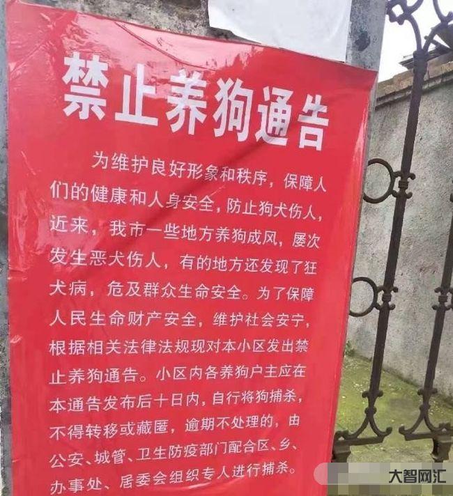 養多只狗拒整改被罰-石家莊整治不文明養犬行為:遛狗不拴繩不改正的將罰50元